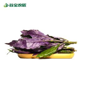 谷宝生态紫背天葵