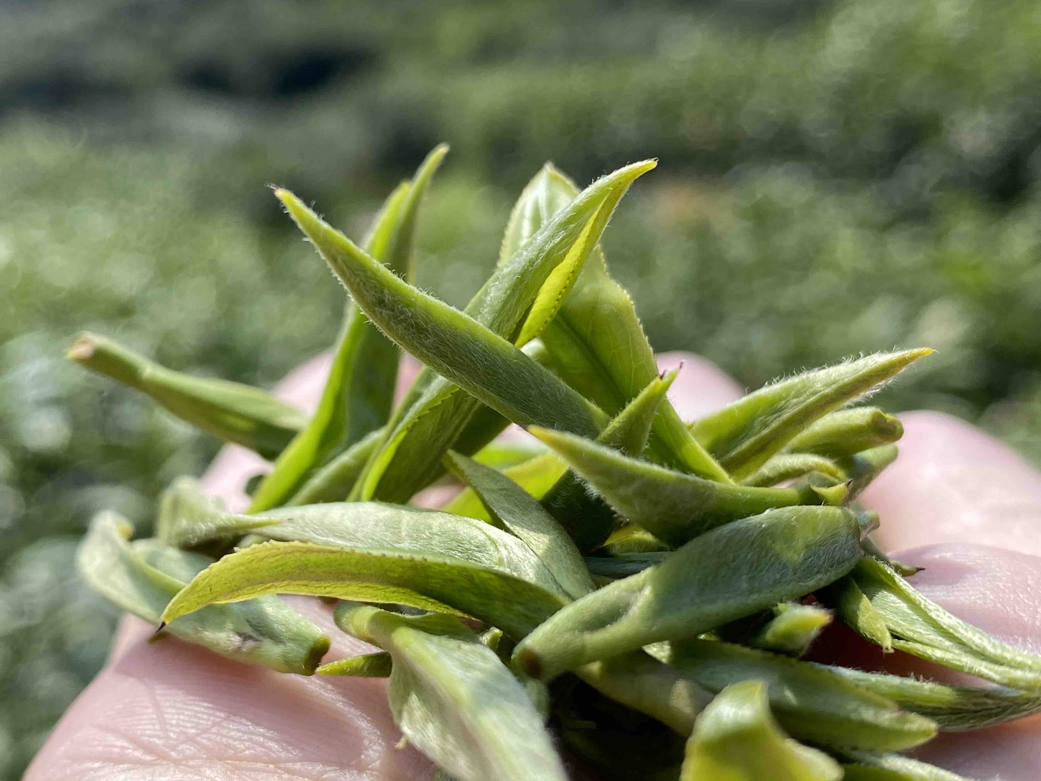 春茶上市保靖黄金茶明前特级一两黄金一两茶中国好喝的绿茶之一具有香