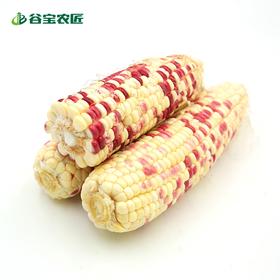 谷宝生态花玉米