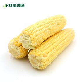 谷宝生态甜玉米