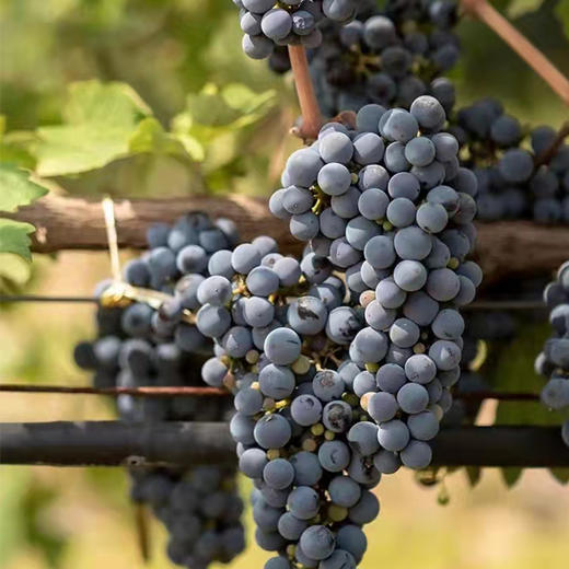 西鸽N28马尔贝克  |  果的清新，花的明媚，层层叠叠的香气，不仅独酌令人满足，也宜与一众友人分享~ 商品图1