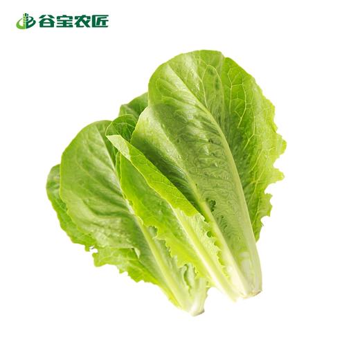 谷宝生态黄芽白秧子 商品图0