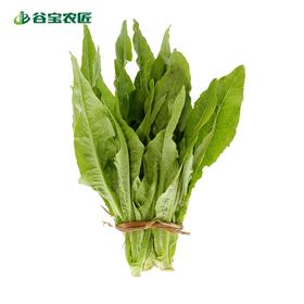 谷宝生态油麦菜