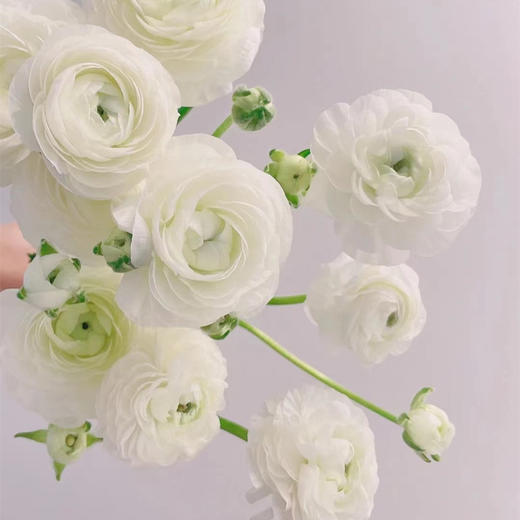 hcll洋牡丹白色b级8