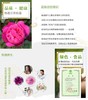 美容养颜，国标GB开头玫瑰花茶 22MM075 商品缩略图4