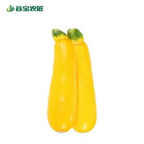 谷宝生态黄金西葫芦