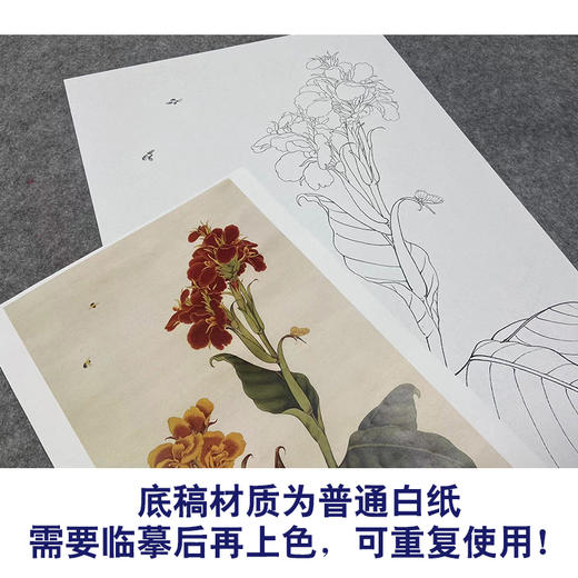 于非闇竖幅工笔花鸟白描底稿《美人蕉》-多种白描尺寸可选-YF32 商品图3