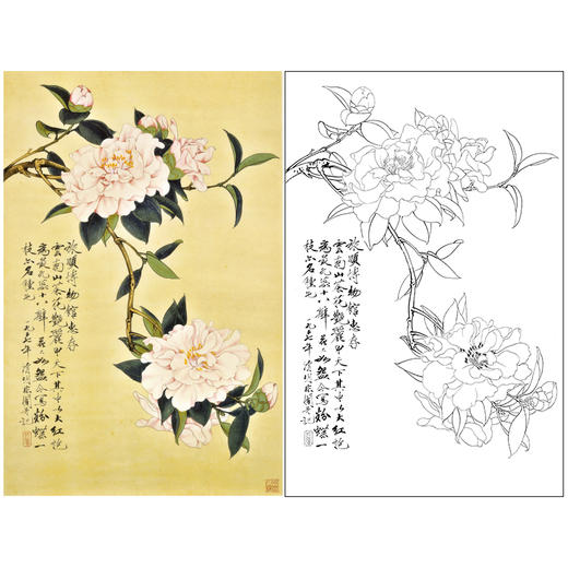 于非闇竖幅工笔花鸟白描底稿《云南山茶》-多种白描尺寸可选-YF43 商品图0