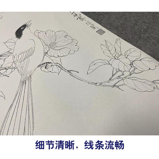于非闇竖幅工笔花鸟白描底稿山茶花《白雀图》-多种白描尺寸可选-YF45 商品图4