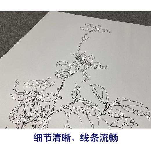 【大彩图】于非闇工笔画白描底稿《红白山茶》山茶花临摹勾线高清打印稿YF03 商品图4