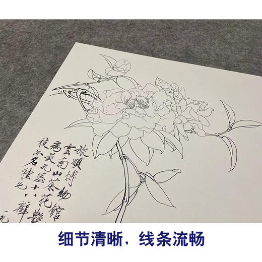 于非闇竖幅工笔花鸟白描底稿《云南山茶》-多种白描尺寸可选-YF43 商品图4