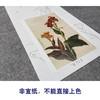于非闇竖幅工笔花鸟白描底稿《美人蕉》-多种白描尺寸可选-YF32 商品缩略图2