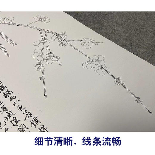于非闇竖幅工笔花鸟白描底稿-鹦鹉梅花-红鹦白梅-YF50 商品图4