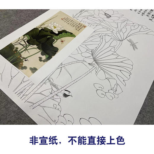 【大彩图】于非闇工笔画白描底稿《白荷蜻蜓》荷花临摹勾线高清打印稿YF06 商品图2