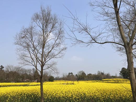 【云燕优品】四川小榨原浆菜籽油 商品图4