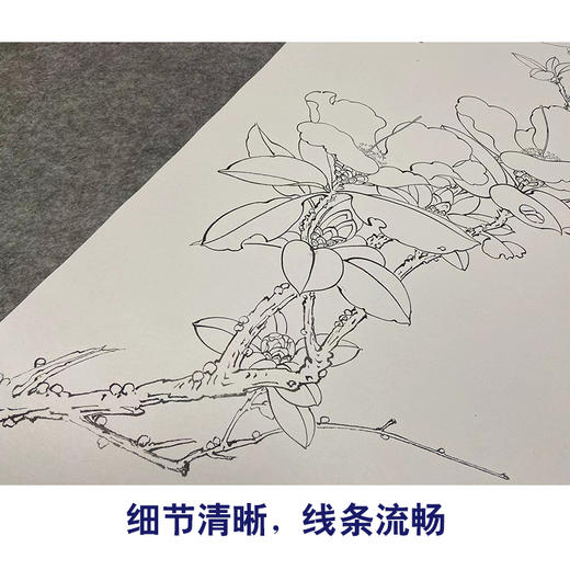 于非闇竖幅工笔花鸟白描底稿《山茶伯劳》-多种白描尺寸可选-YF54 商品图4