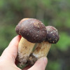 【赤松茸】福建古田赤松茸新鲜蘑菇2斤装装  商品缩略图2