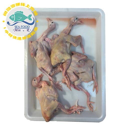 鲜乳鸽 0.5-0.6斤/只 商品图1