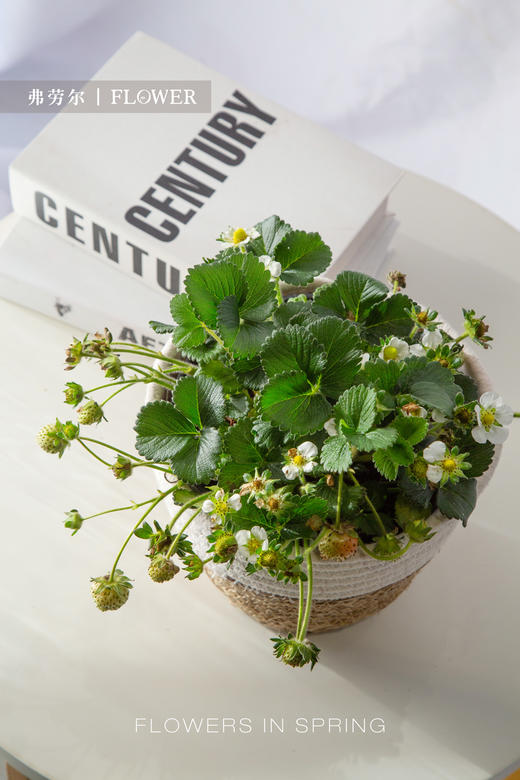 甜心草莓 商品图0