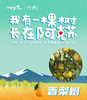 【团队香梨树】2022我为汽车种棵树“我有一棵树 长在阿克苏”之香梨来了 独享香梨树认种 商品缩略图0