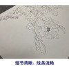 于非闇牡丹竖幅工笔花鸟白描底稿《画众生墨》-多种白描尺寸可选-YF02 商品缩略图4