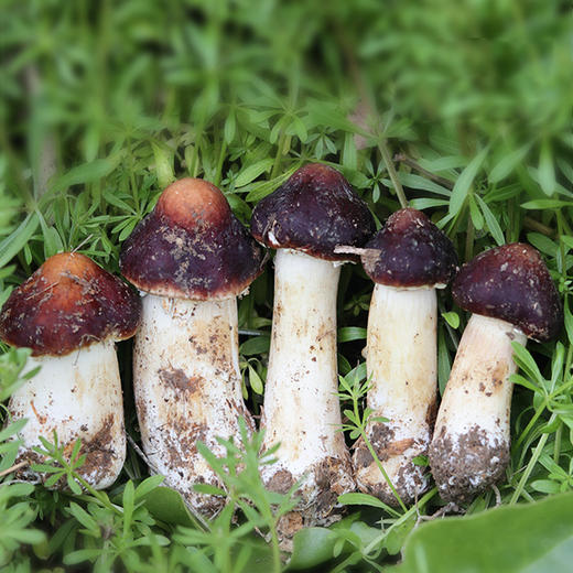 【赤松茸】福建古田赤松茸新鲜蘑菇2斤装装  商品图3