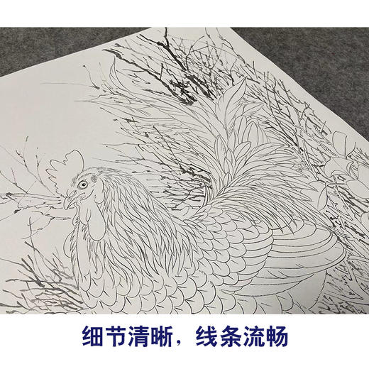 于非闇工笔花鸟白描底稿-公鸡《大吉图》斗方小品册页-多种白描尺寸可选-YF01 商品图4