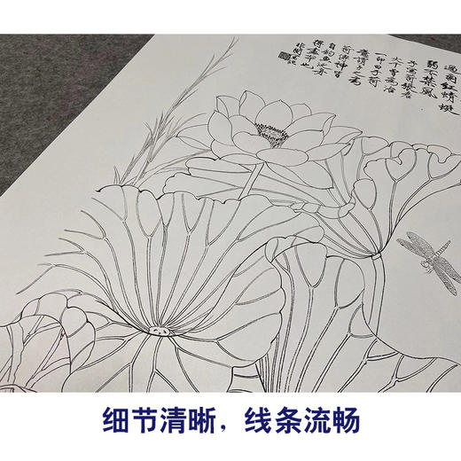 【大彩图】于非闇工笔画白描底稿《白荷蜻蜓》荷花临摹勾线高清打印稿YF06 商品图4