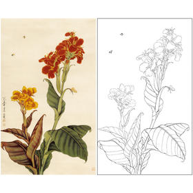 于非闇竖幅工笔花鸟白描底稿《美人蕉》-多种白描尺寸可选-YF32