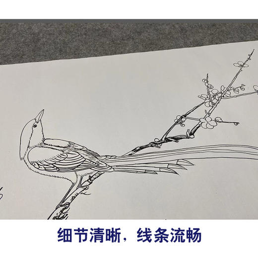 【大彩图】于非闇横幅工笔画白描底稿《红梅鹧鸪图》临摹勾线高清打印稿A190 商品图4