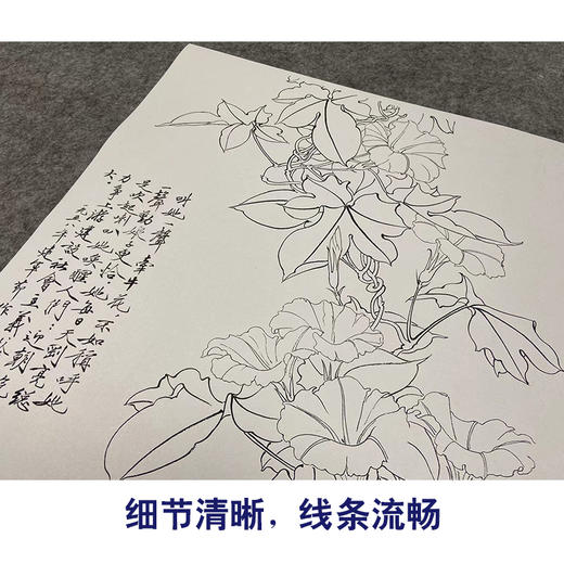 于非闇竖幅工笔花鸟白描底稿-牵牛花-YF21 商品图4