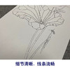 于非闇竖幅工笔花鸟白描底稿-白荷花-YF22 商品缩略图4