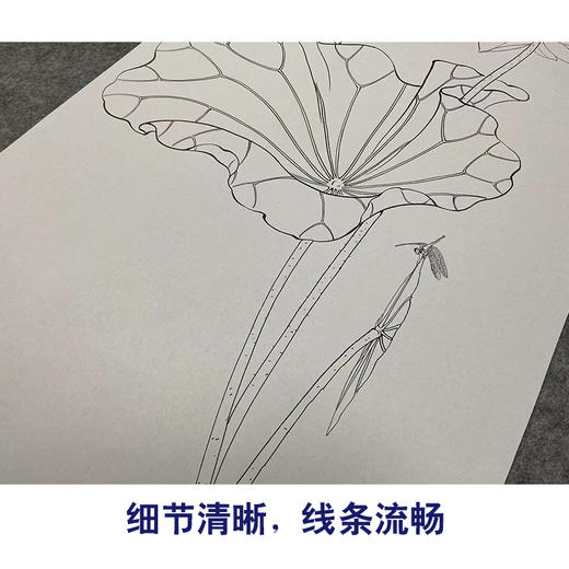 于非闇竖幅工笔花鸟白描底稿-白荷花-YF22 商品图4