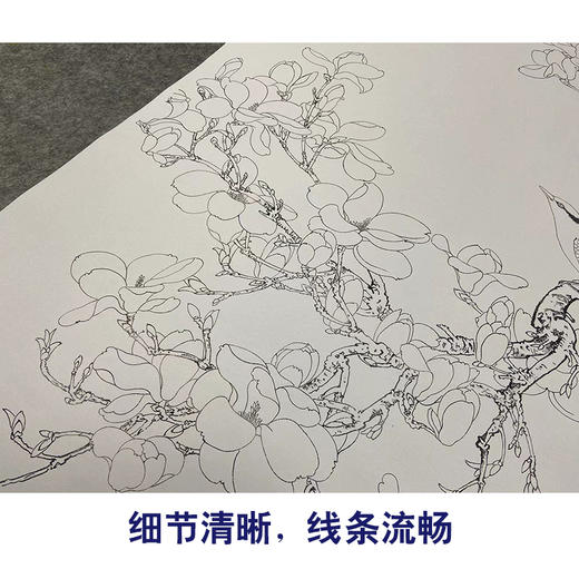 于非闇工笔花鸟白描底稿-玉兰花黄鹂-斗方小品册页-YF87 商品图4