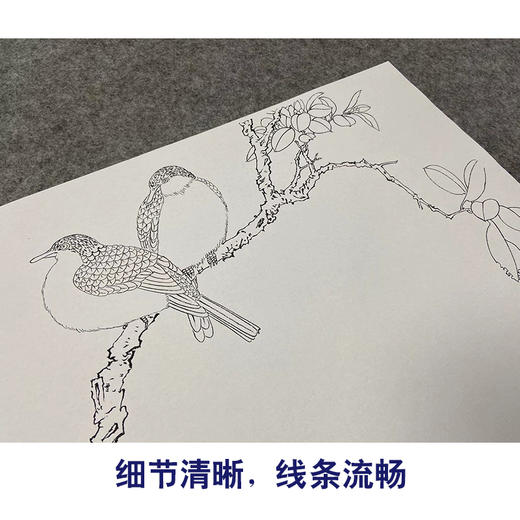 于非闇横幅工笔花鸟白描底稿-茶花斑鸠-YF20 商品图4