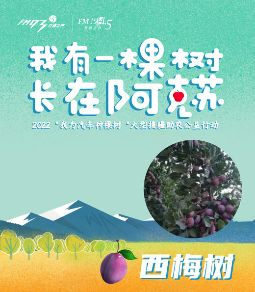 【公益西梅树】2022年我为汽车种棵树“我有一棵树 长在阿克苏”之西梅来了 公益西梅树认种 商品图0