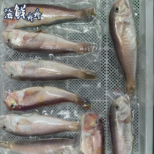 【野生】海钓白斧头鱼 商品图3