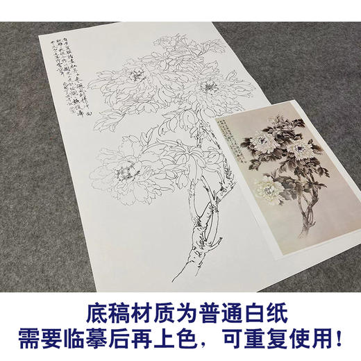 于非闇竖幅工笔花鸟白描底稿-白牡丹-YF05 商品图3