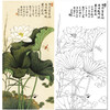 【大彩图】于非闇工笔画白描底稿《白荷蜻蜓》荷花临摹勾线高清打印稿YF06 商品缩略图0