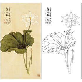 于非闇竖幅工笔花鸟白描底稿-白荷花-YF22