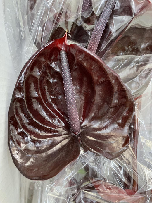 【彩掌】尼诺  深咖啡色  单枝 商品图5