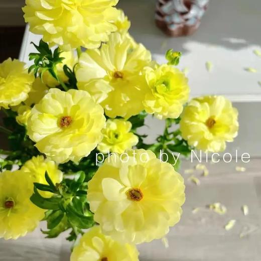 蝴蝶洋牡丹 商品图1