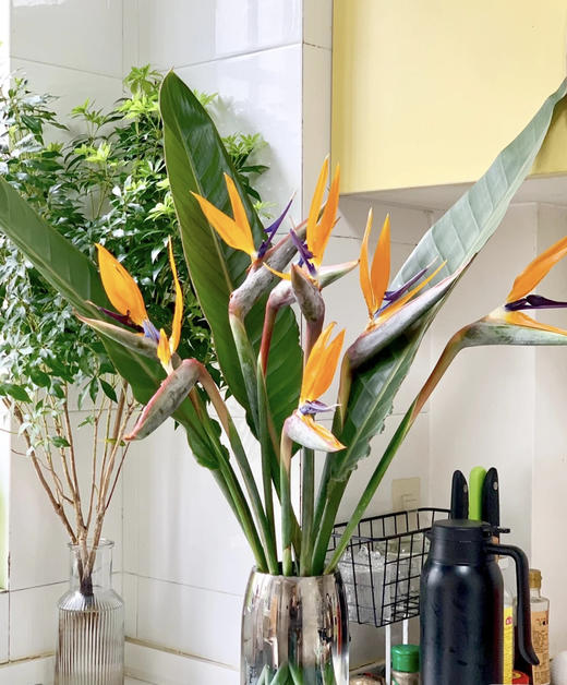 【天堂鸟】 (鹤望兰) 5支/扎  A/B级 商品图7