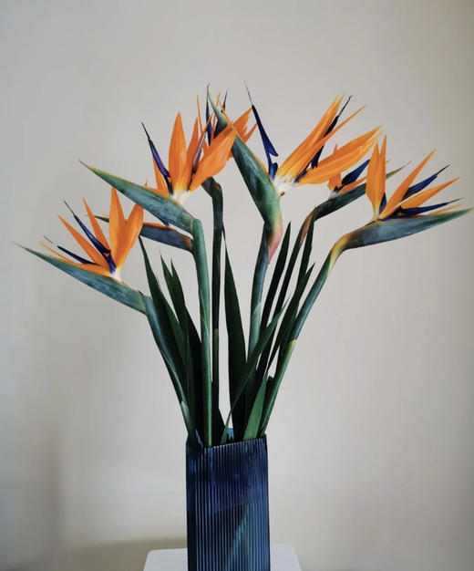 【天堂鸟】 (鹤望兰) 5支/扎  A/B级 商品图8