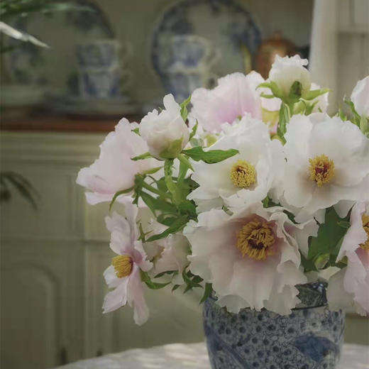 当季热卖单瓣油画牡丹8支 商品图3