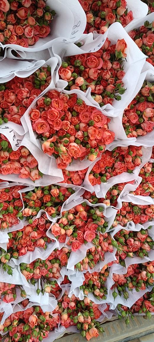 【AB级橙铃铛多头玫瑰】10支/份 长约60-65cm 商品图7