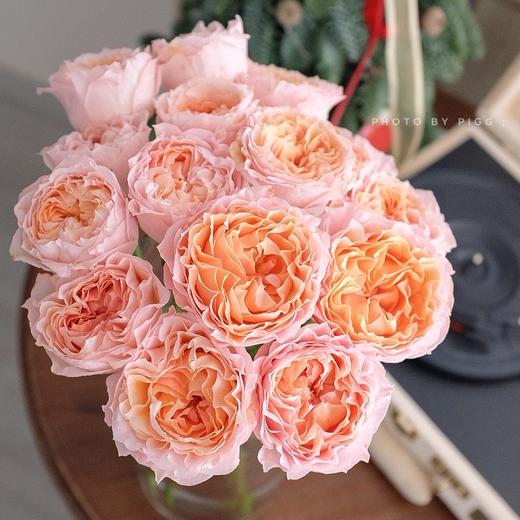 肯尼亚花材Georgia peach乔治蜜桃多头玫瑰花 6支 商品图0