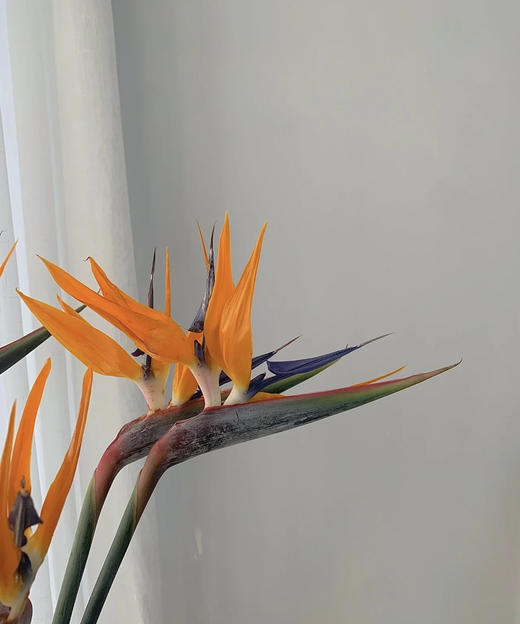 【天堂鸟】 (鹤望兰) 5支/扎  A/B级 商品图3