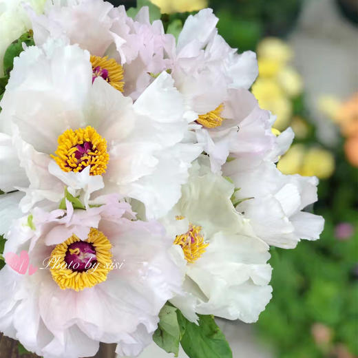 当季热卖单瓣油画牡丹8支 商品图5