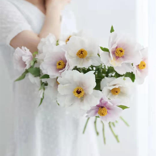 当季热卖单瓣油画牡丹8支 商品图1